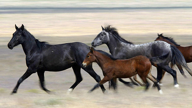 wild_horses_53210081